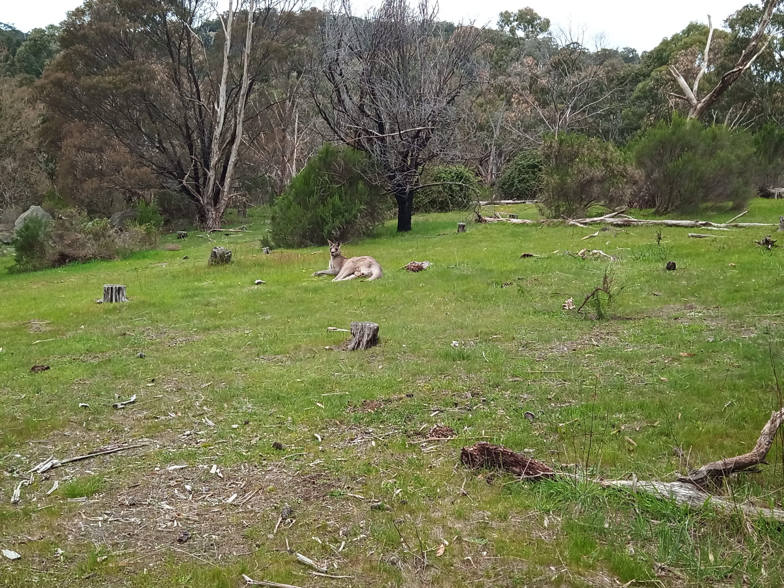 Lazy roo sits on the grass next to the MTB trail at Harcourt