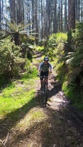 Rider descends on Cascades trail through lush green trees and ferns