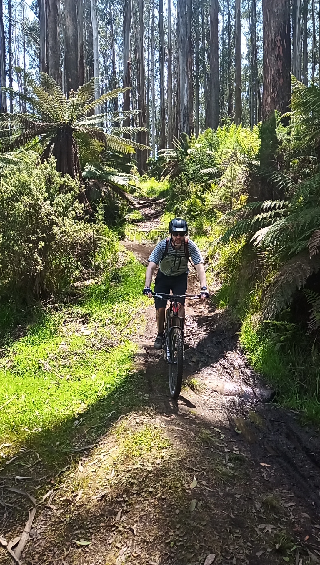 Rider descends on Cascades trail through lush green trees and ferns