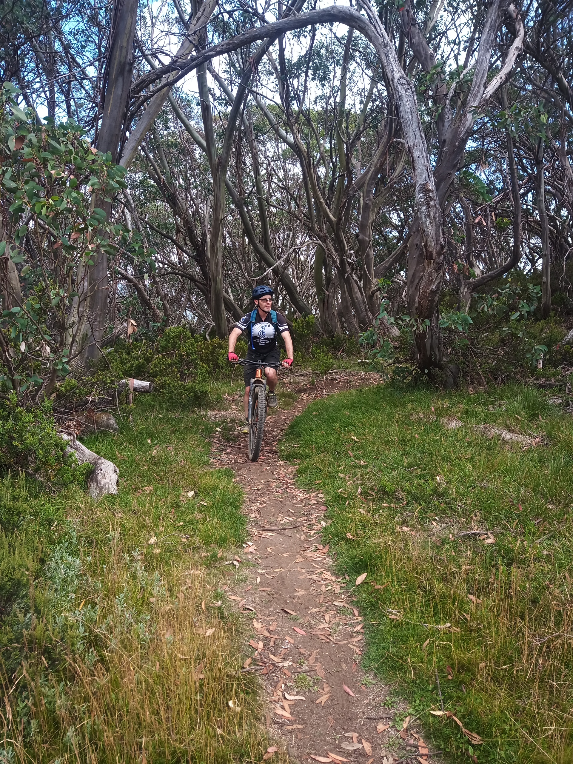 MTB Rider emerges from the trees on a trail at Falls Creek