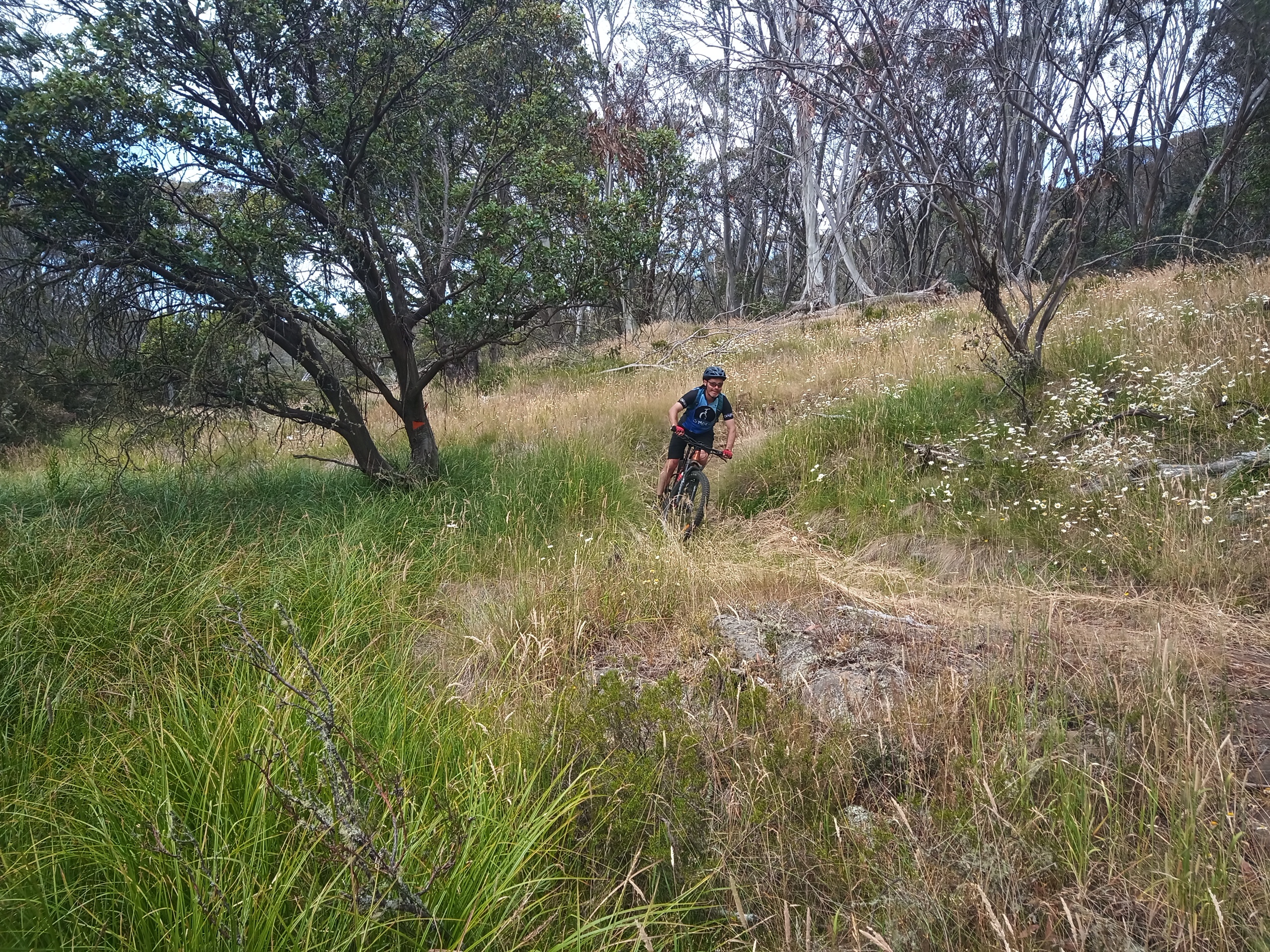 Rider sweeps down a grassy trail at Dinner Plain