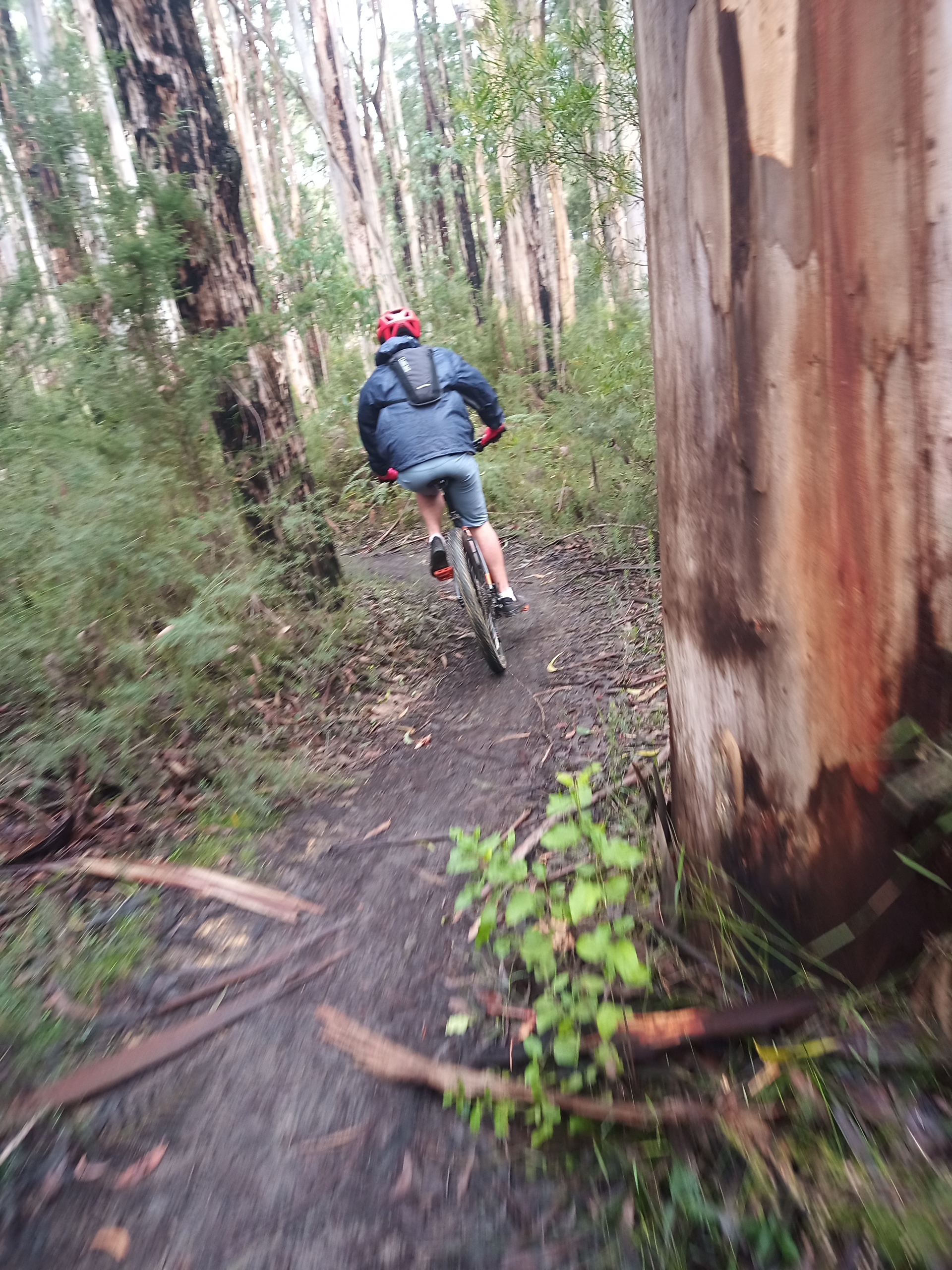 MTB rider weaves through the trees at Forrest