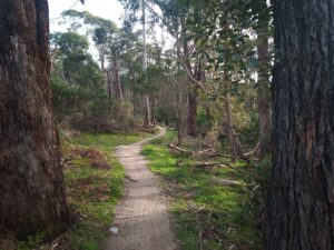 MTB trail heads off between two trees