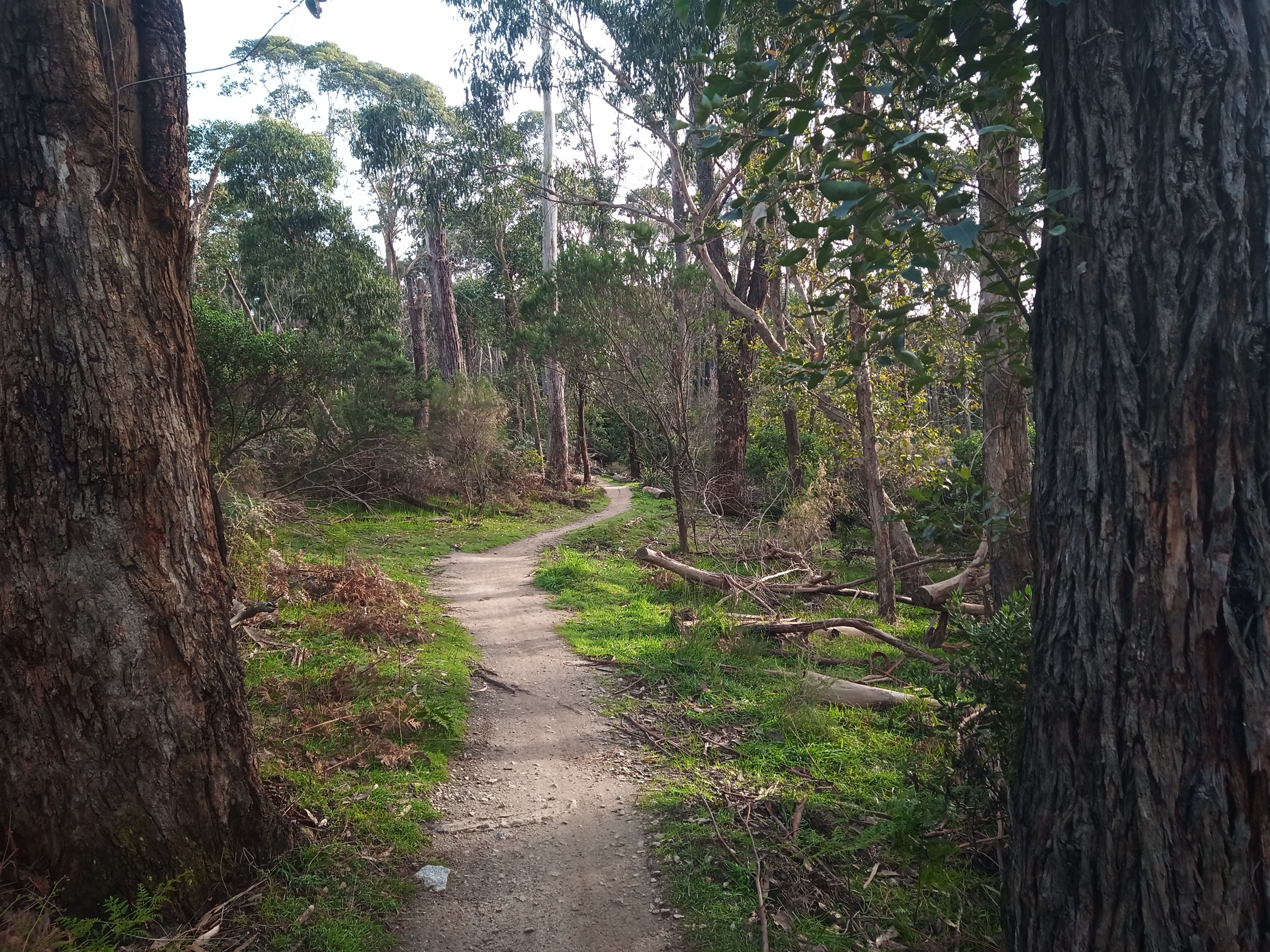 MTB trail heads off between two trees
