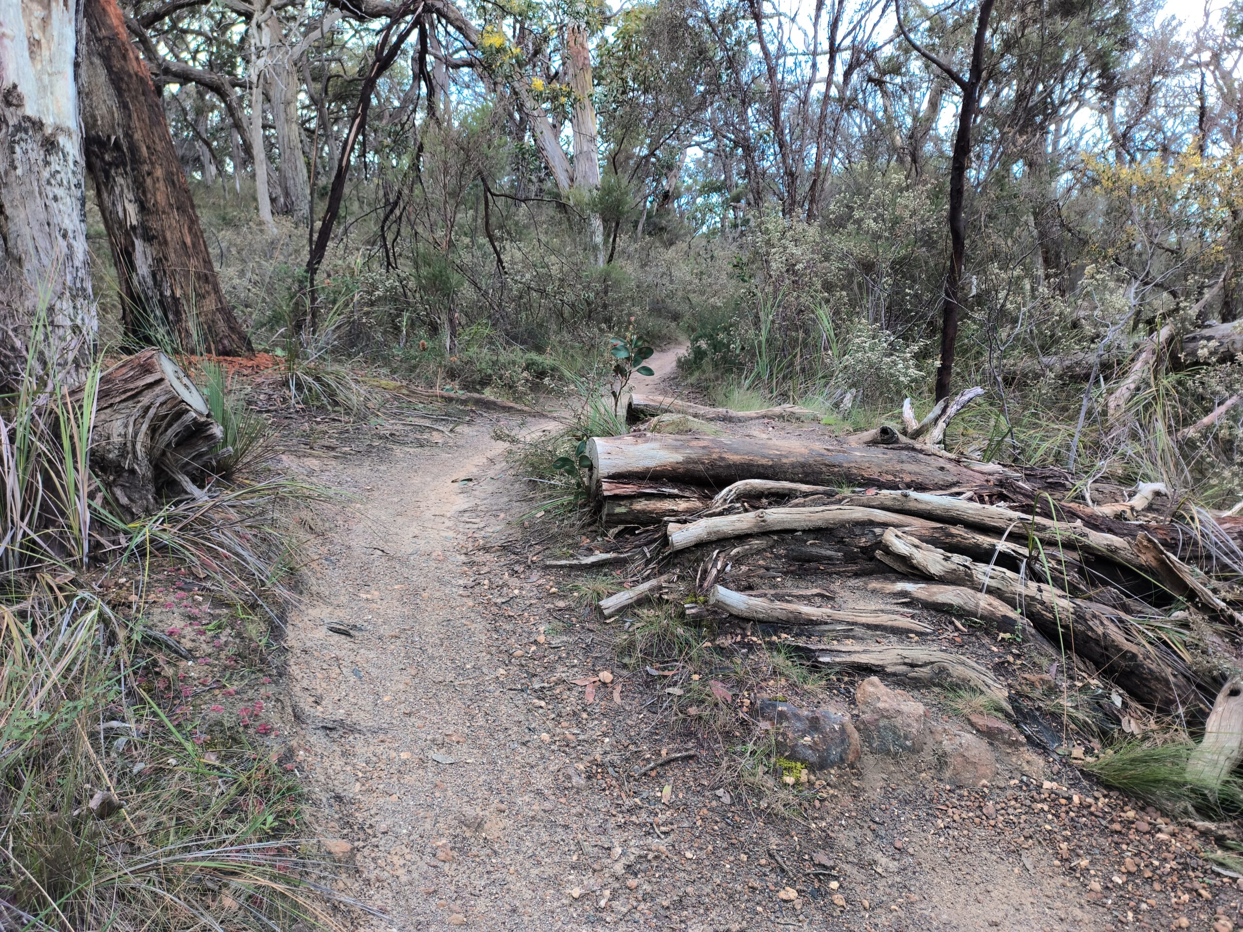 Anglesea Descending trail with A-line over log jump at Anglesea