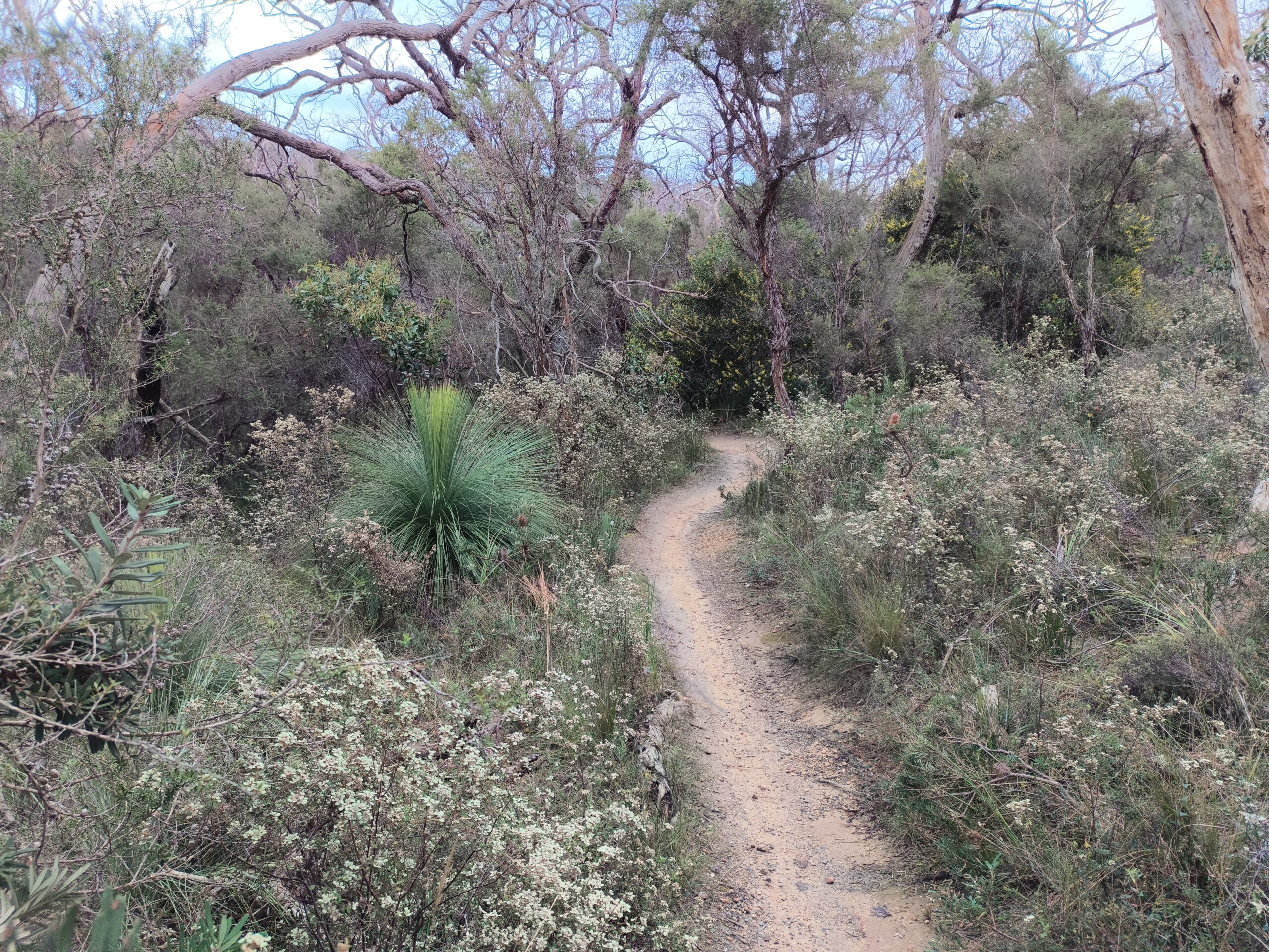Anglesea Nice bit of singletrack weaving off into the distance between scrub at Anglesea