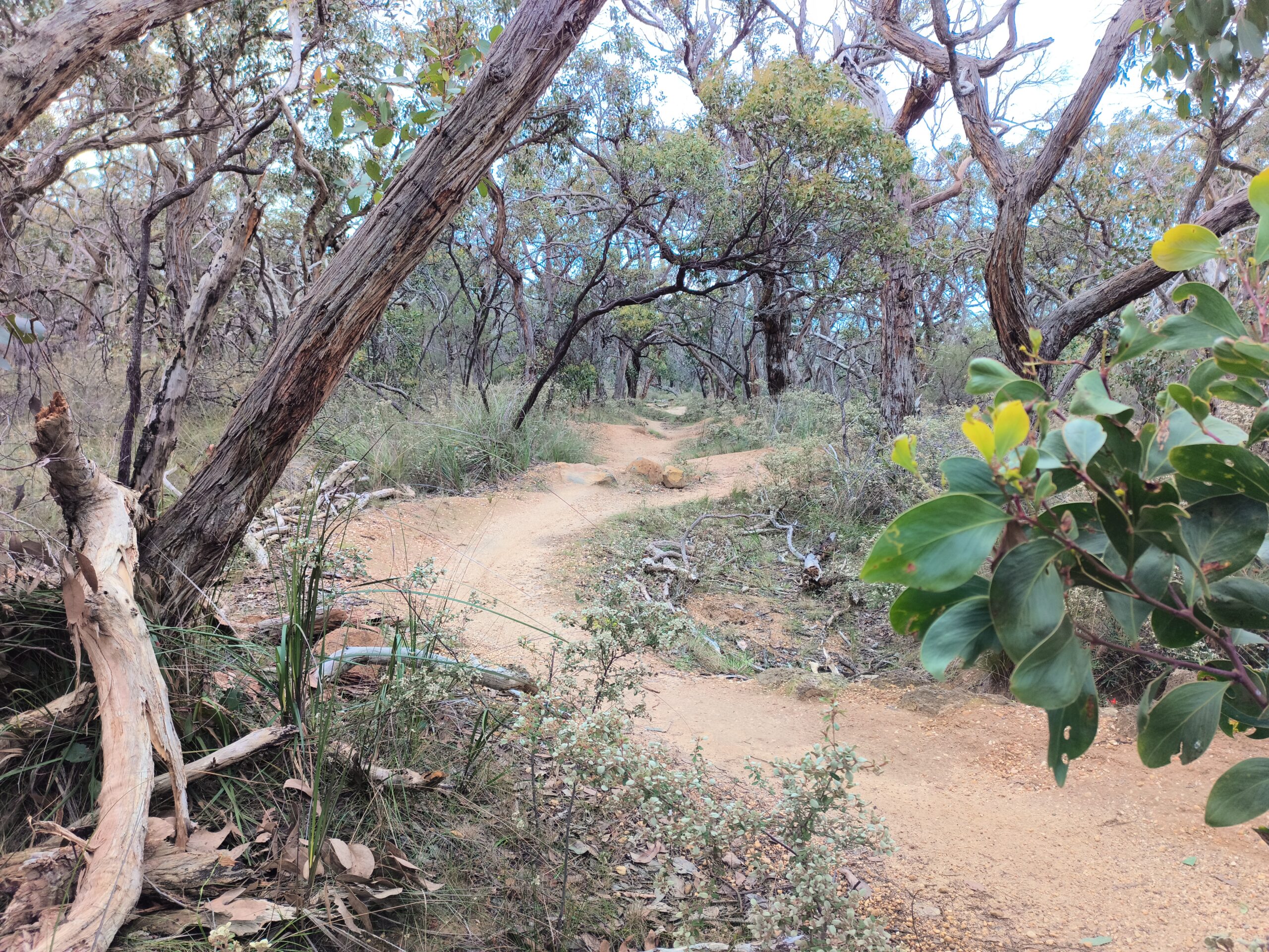 Anglesea Swervin' Mervin', the unofficial name of track 4, descends with sweeping turns