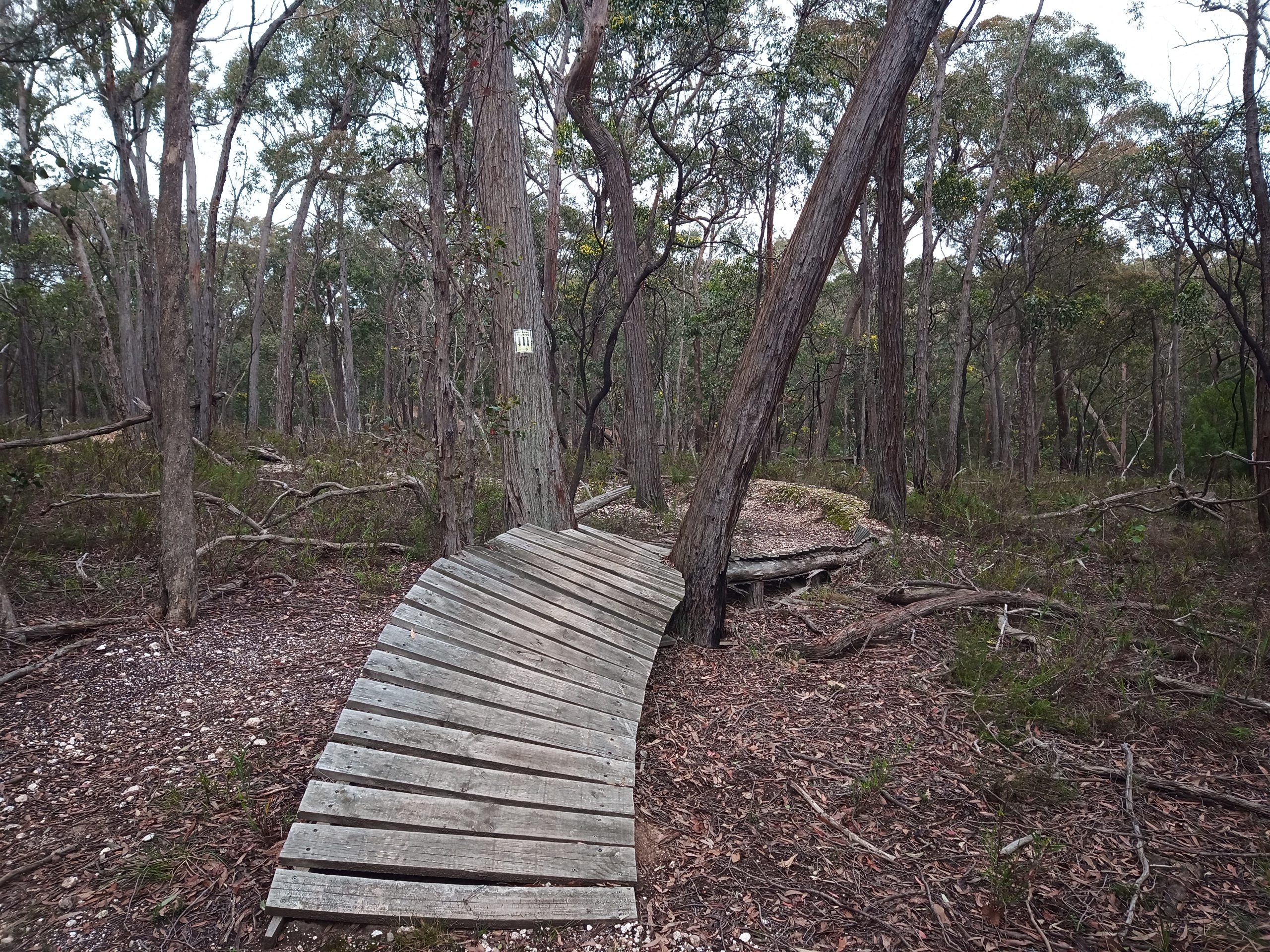 Wooden feature between trees at Blores Hill