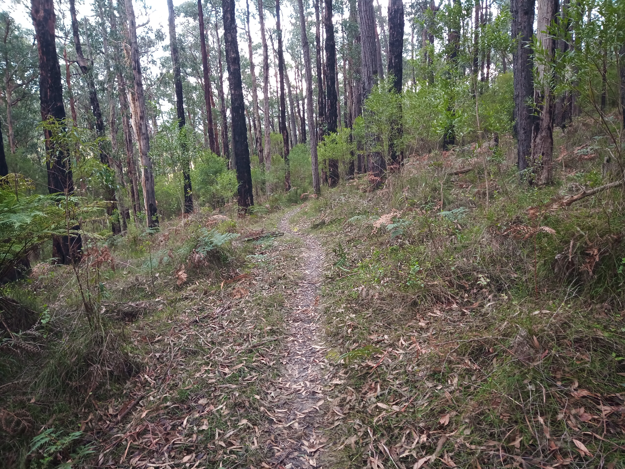 Singletrack traverses the hill between the trees at Erica