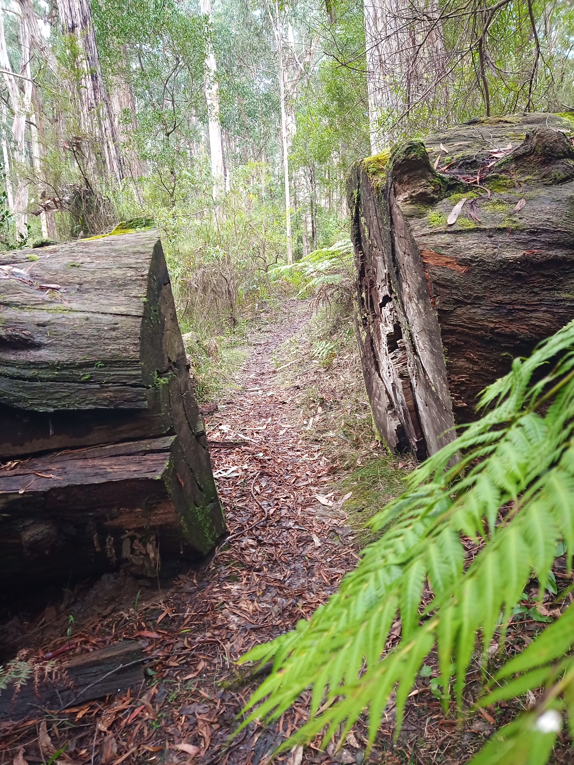 MTB trails cuts between a huge sawn log at Erica