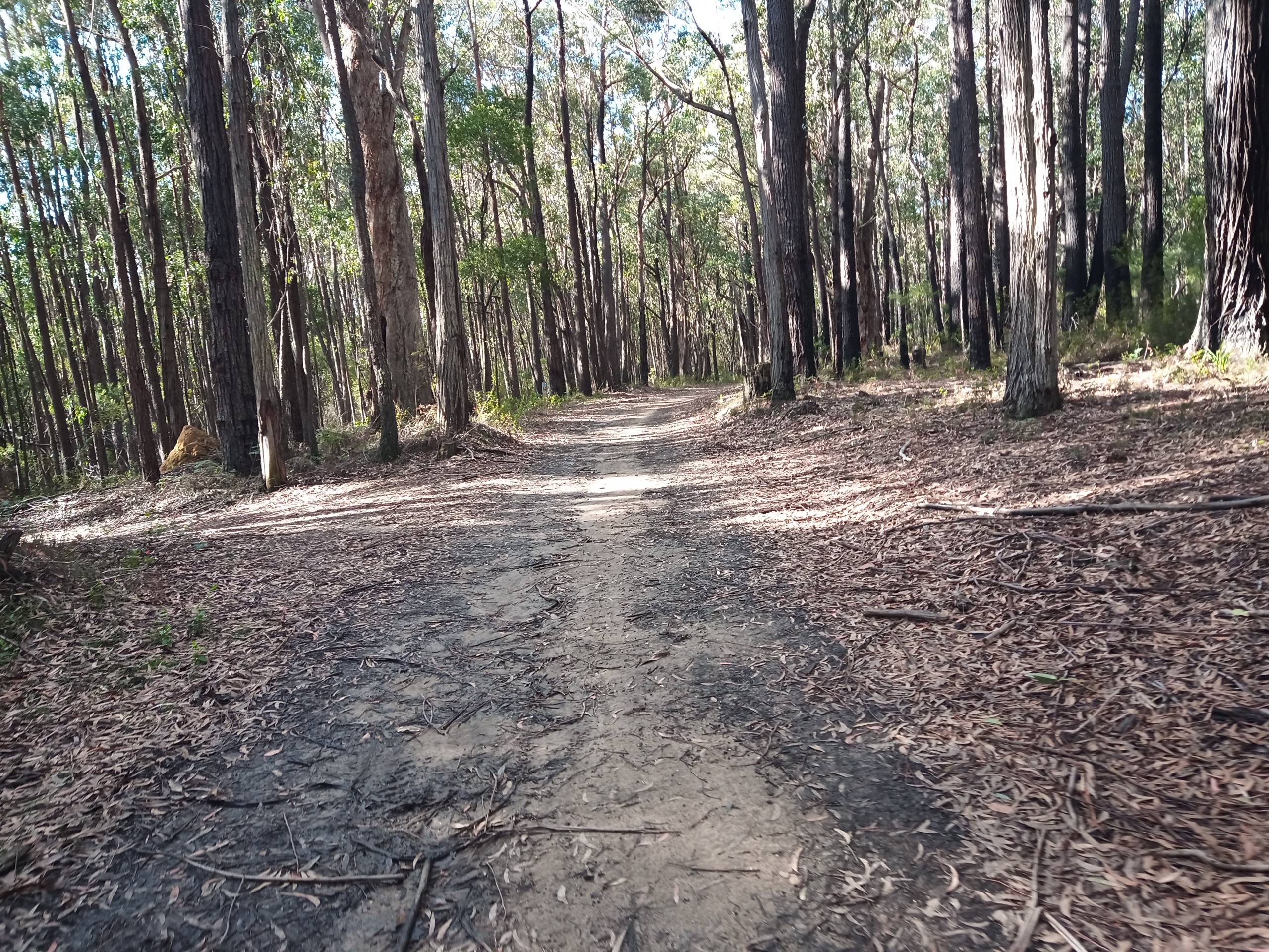 Singletrack disappears into the distance between the trees at Erica