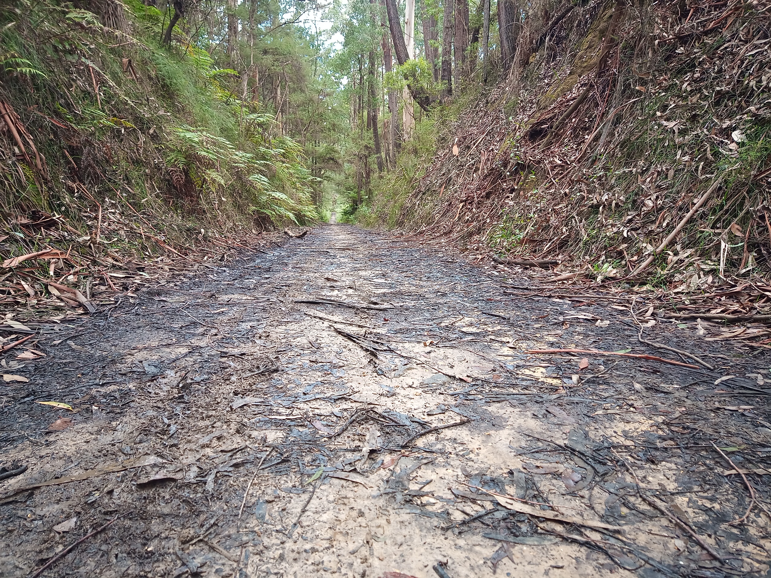 Fireroad leads through a deep cutting at Erica