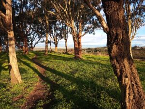 Singletrack goes between the trees in the evening light at Haunted Hills