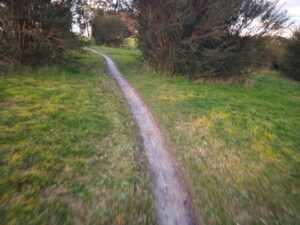 Flat singletrack disappears between the trees at Haunted Hills