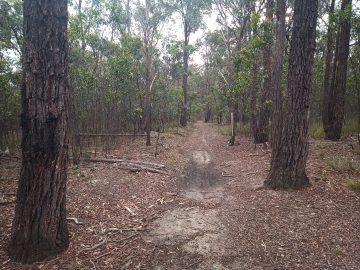 Singletrack between the trees at Blores Hill