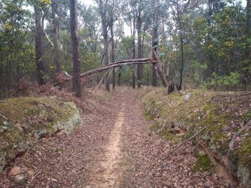The Tramway green trail with fallen tree forming an arch at Blores Hill