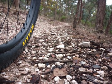 Squirrel-head sized rocks on trail next to Maxxis tyre