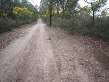 Forest fire trail through Blores Hill MTB Park